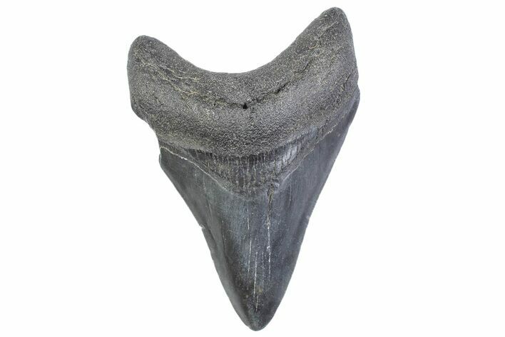 Fossil Megalodon Tooth - South Carolina #371946
